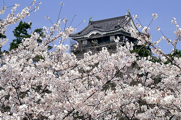 Okazaki Park (Cherry Blossom)